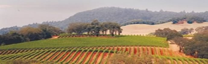 The Sonoma Valley